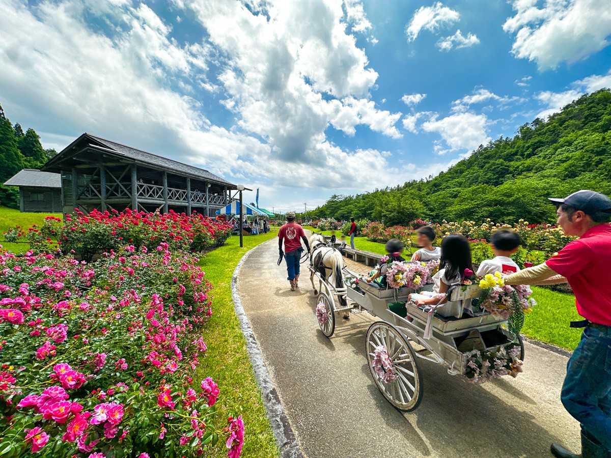 山形県村山市】東沢バラ公園のバラまつりへ！約2万株の絶景と限定