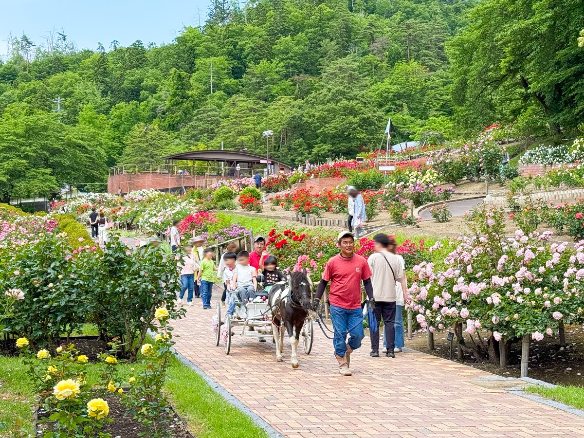 名曲の森23巻セット(バラ売り可能) 山形県村山市】東沢バラ公園のバラまつりへ！約2万株の絶景と限定