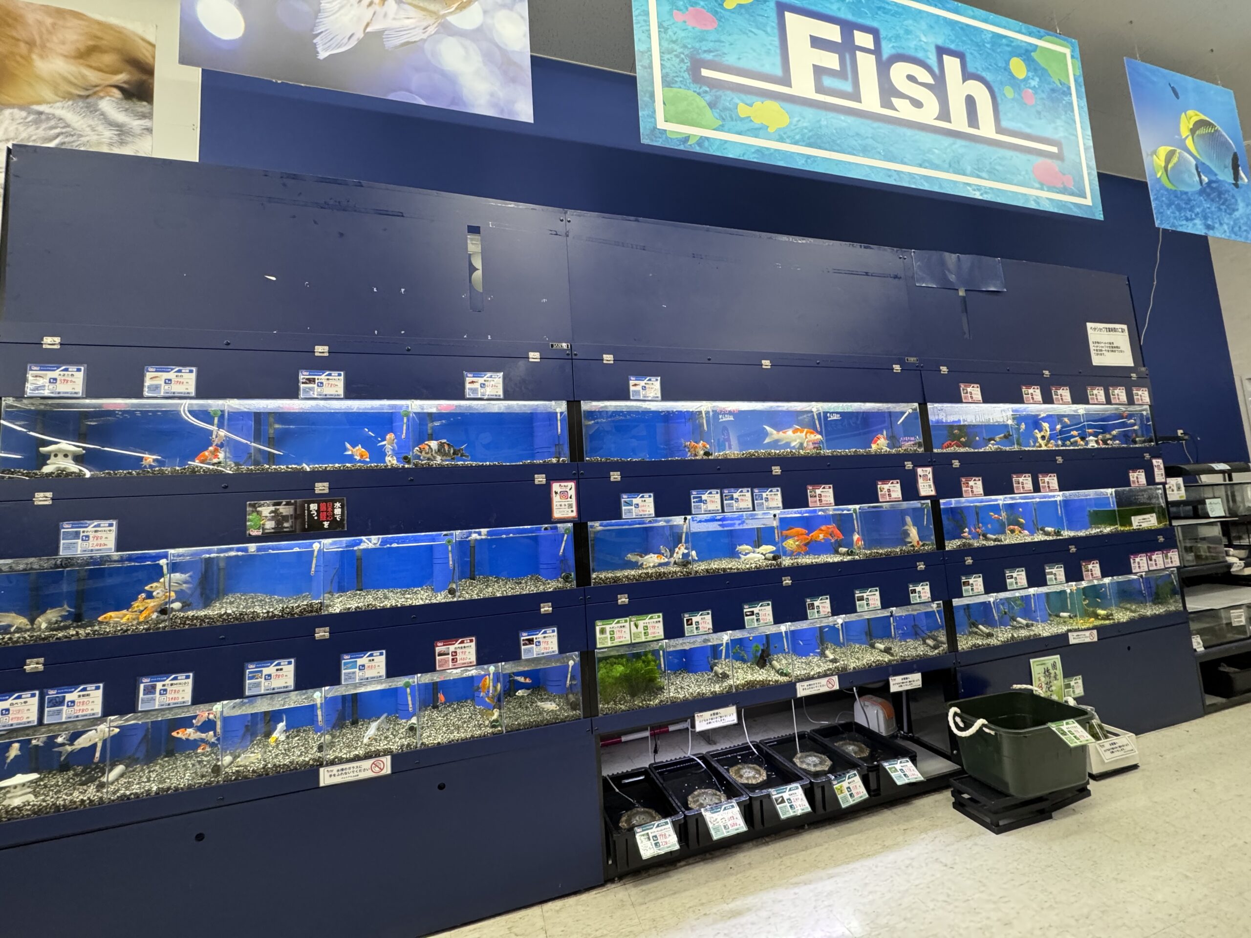 【上山市】「ペットアミ上山店」のアクアリウムコーナーが3年ぶりに大復活!熱帯魚や水草に癒やされる新スポット